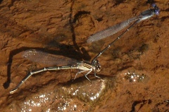 Argia translata