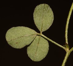 Indigofera vanzijlii