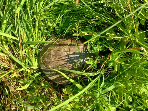 European Pond Turtle