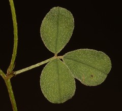 Indigofera vanzijlii