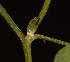 Indigofera vanzijlii