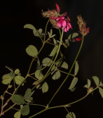 Indigofera vanzijlii