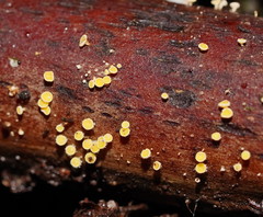 Lachnum pteridophyllum