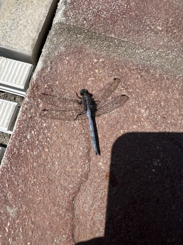 Epaulet Skimmer