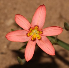 Moraea brachygyne