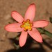 Moraea brachygyne - Photo 由 Brian du Preez 所上傳的 (c) Brian du Preez，保留部份權利CC BY-SA