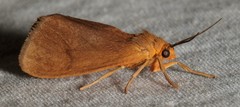 Virbia opella