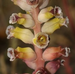 Lachenalia membranacea - Photo (c) Brian du Preez, alguns direitos reservados (CC BY-SA), uploaded by Brian du Preez