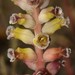 Lachenalia membranacea - Photo (c) Brian du Preez,  זכויות יוצרים חלקיות (CC BY-SA), הועלה על ידי Brian du Preez