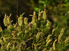 Lavandula viridis