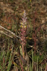 Lachenalia membranacea