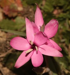 Hesperantha pauciflora