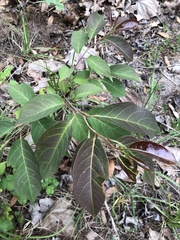 Diospyros virginiana image