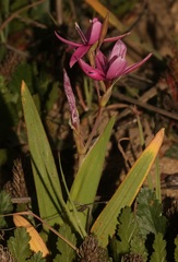 Hesperantha pauciflora