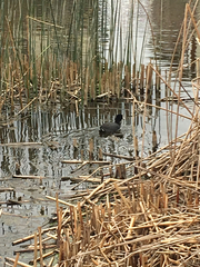 Fulica americana americana