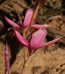Hesperantha pauciflora