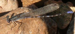 Argia immunda