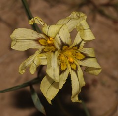 Moraea vallisbelli