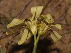 Moraea vallisbelli