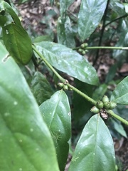 Lasianthus chlorocarpus