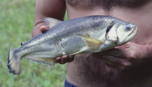 Vampiervis (Hydrolycus scomberoides) — Cynodontidae — 5