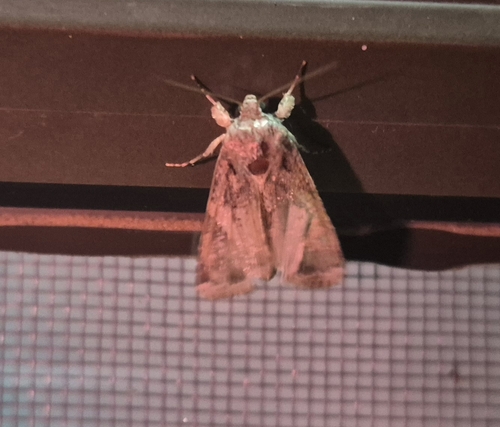 Fall Armyworm Moth