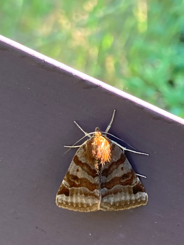Burnet Companion