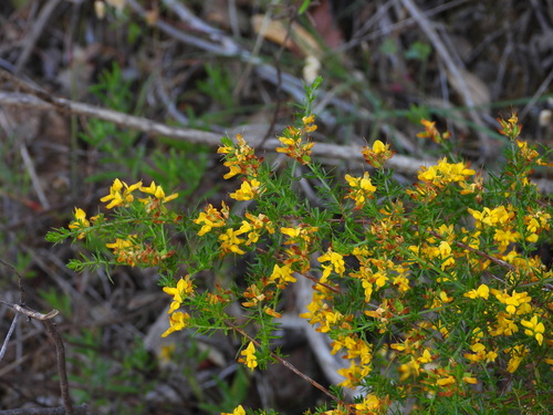 Genista triacanthos, photograph 4