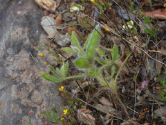 Lupinus gussoneanus