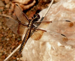 Libellula luctuosa