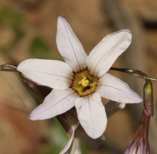 Image of Ixia namaquana by (c) Brian du Preez, some rights reserved (CC BY-SA)