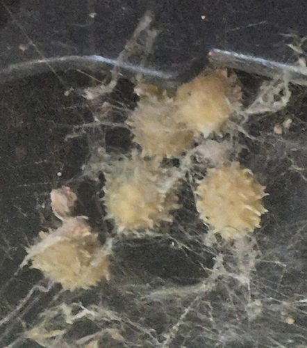 Brown Widow