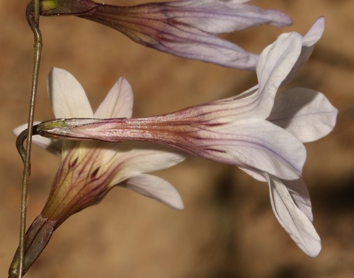 Image of Ixia namaquana by (c) Brian du Preez, some rights reserved (CC BY-SA)