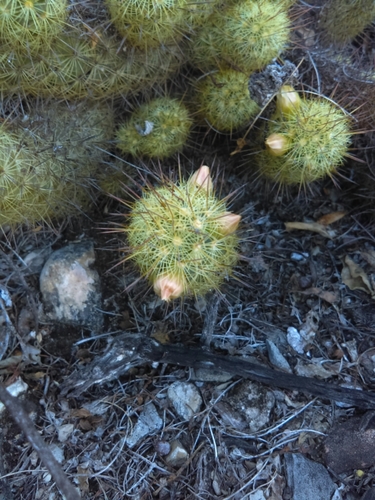 Image of Mammillaria elongata by (c) Jose Antonio Aranda Pineda, some rights reserved (CC BY)