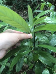 Lasianthus chlorocarpus