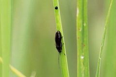 Heteroptera