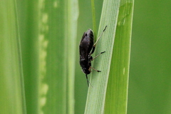 Heteroptera
