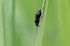 Heteroptera