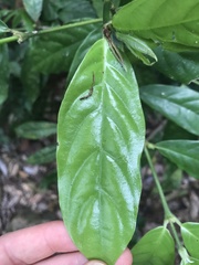 Lasianthus chlorocarpus