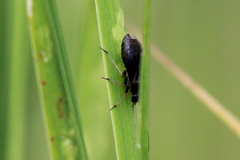 Heteroptera