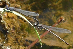 Argia translata