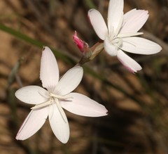 Hesperantha cucullata