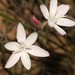 Hesperantha cucullata - Photo (c) Brian du Preez, algunos derechos reservados (CC BY-SA), subido por Brian du Preez