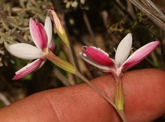 Hesperantha cucullata