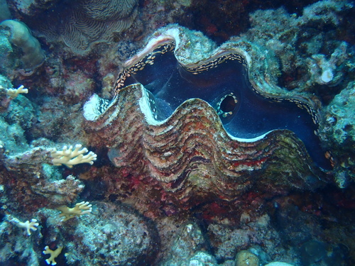 Fluted Giant Clam — seen at this dive site