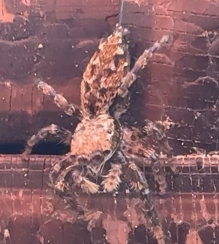 Fencepost jumping spider