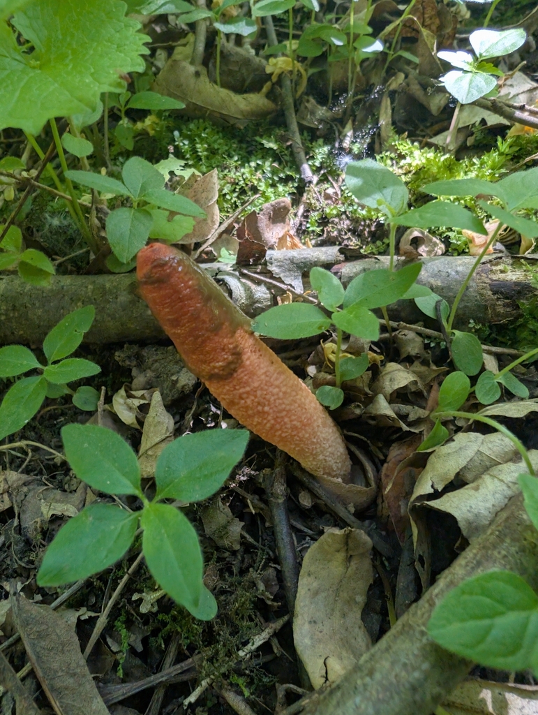 devil's dipstick · May 2026 · photo: Photo: (c) Trevor Edmonson, some rights reserved (CC BY) · iNaturalist