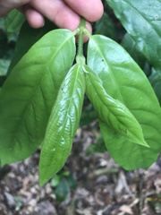 Lasianthus chlorocarpus