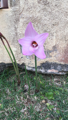 Zephyranthes brachyandra