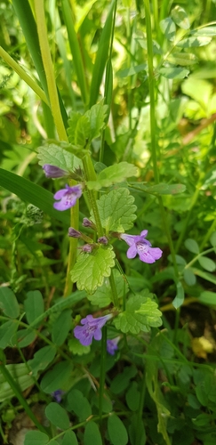 ground-ivy